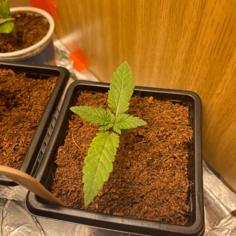 Special Kush 1 growlog timeline photo