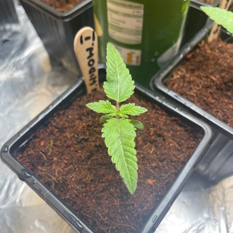 White widow 1 growlog timeline photo