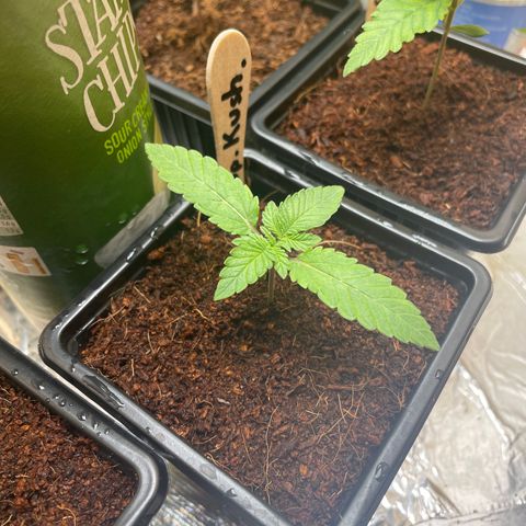 Special Kush 1 growlog timeline photo