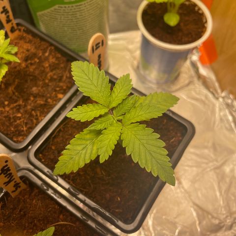 S.Queen 2 growlog timeline photo