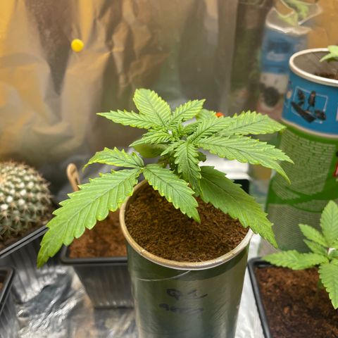 Quick one auto, Pringles can  growlog timeline photo