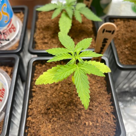 S.Queen 1 growlog timeline photo
