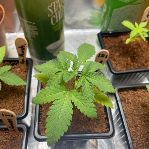 S.Queen 2 growlog timeline photo