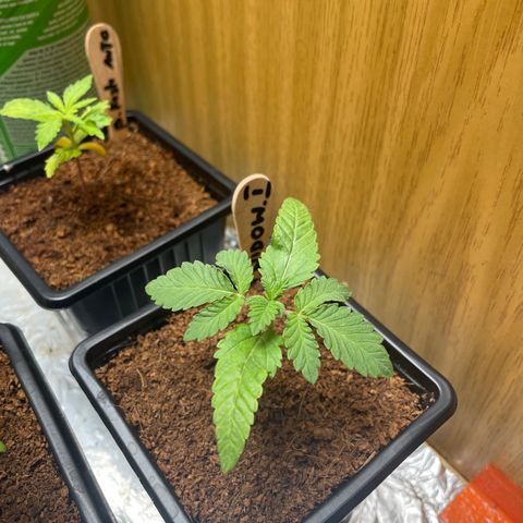 White widow 1 growlog timeline photo