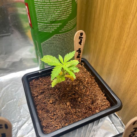 Bubble 1 growlog timeline photo