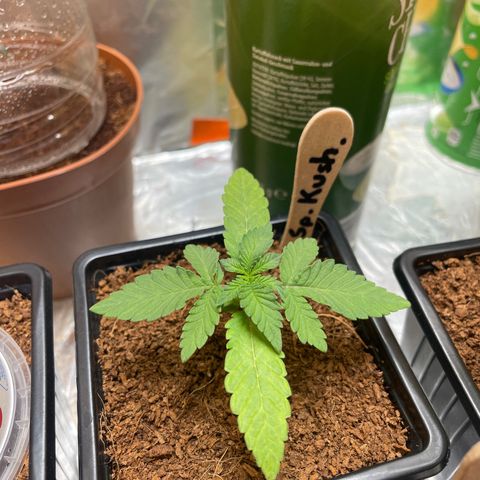 Special Kush 1 growlog timeline photo