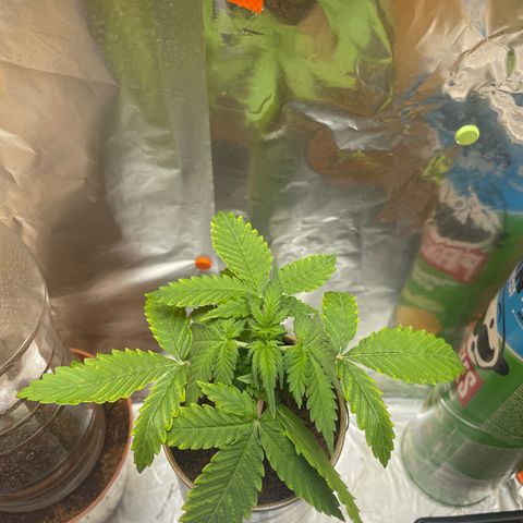 Quick one auto, Pringles can  growlog timeline photo