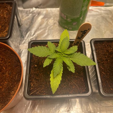 Special Kush 1 growlog timeline photo