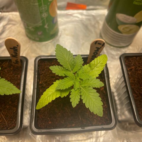 White widow 1 growlog timeline photo