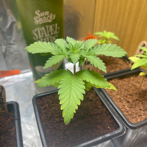 S.Queen 2 growlog timeline photo