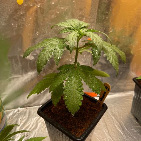 S.Queen 2 growlog timeline photo