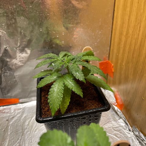 Special Kush 1 growlog timeline photo