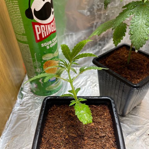 Bubble 1 growlog timeline photo