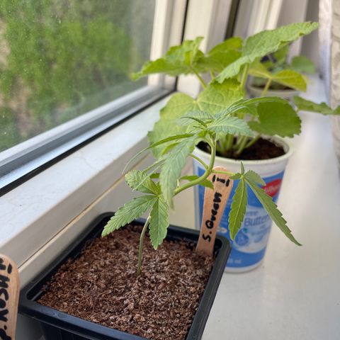 S.Queen 1 growlog timeline photo