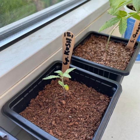 Special kush 2 growlog timeline photo