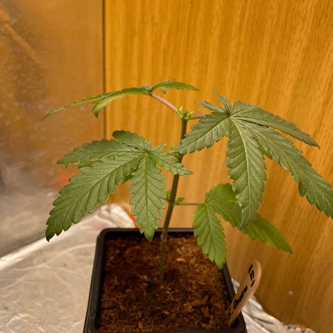 S.Queen 2 growlog timeline photo