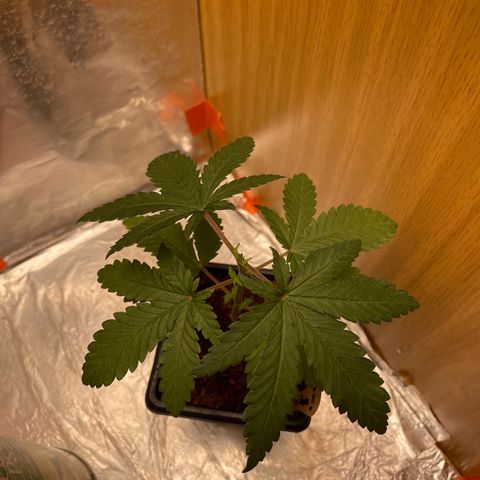 S.Queen 2 growlog timeline photo
