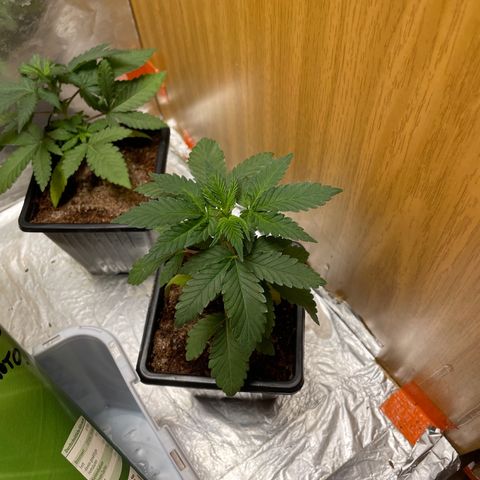 White widow 1 growlog timeline photo