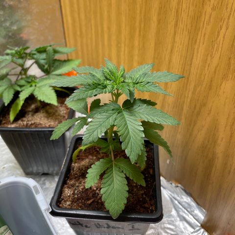 White widow 1 growlog timeline photo