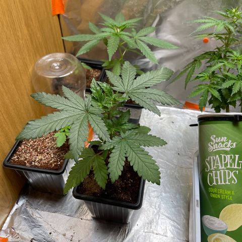 S.Queen 2 growlog timeline photo