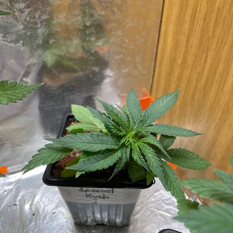 Special Kush 1 growlog timeline photo