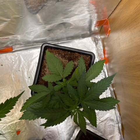 Special Kush 1 growlog timeline photo
