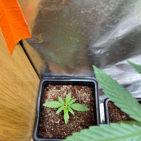 Special kush 2 growlog timeline photo