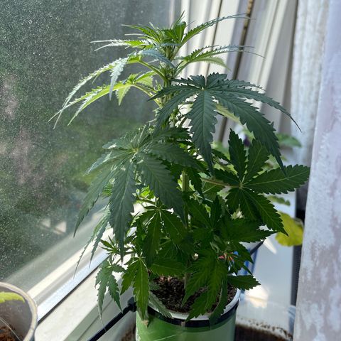 Quick one auto, Pringles can  growlog timeline photo