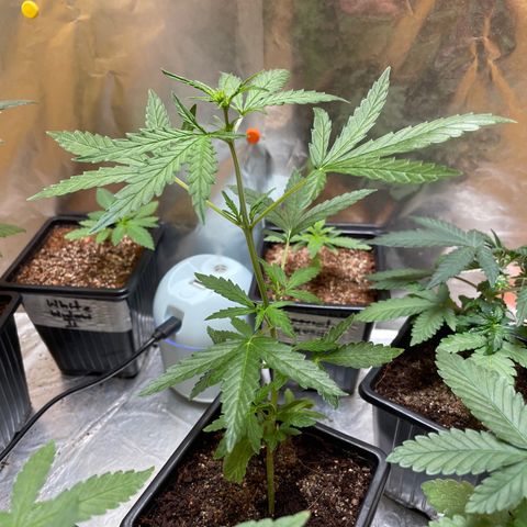 Bubble 1 growlog timeline photo