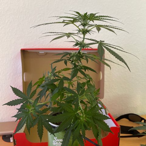 Quick one auto, Pringles can  growlog timeline photo
