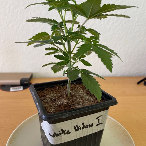 White widow 1 growlog timeline photo