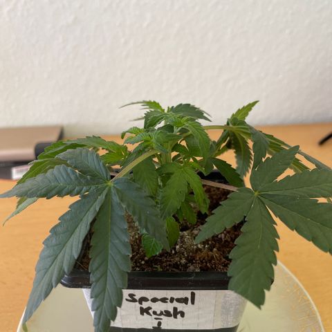 Special Kush 1 growlog timeline photo