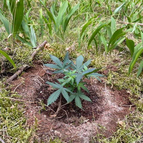 Special Kush 1 growlog timeline photo