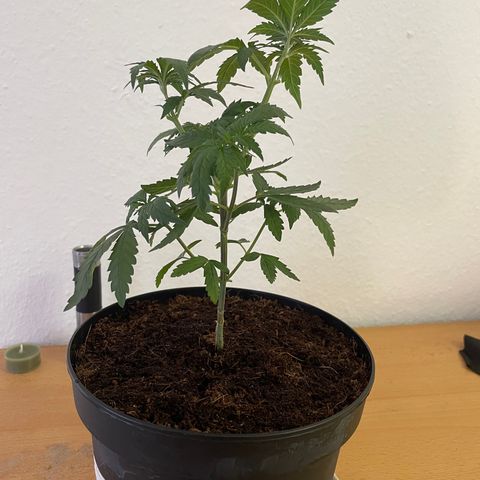 S.Queen 2 growlog timeline photo