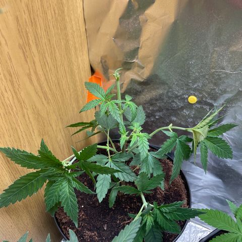 S.Queen 2 growlog timeline photo
