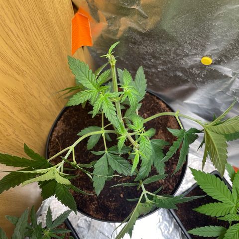 S.Queen 2 growlog timeline photo
