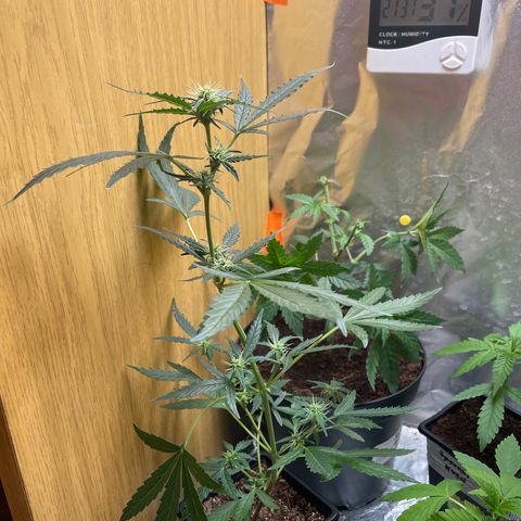 Bubble 1 growlog timeline photo