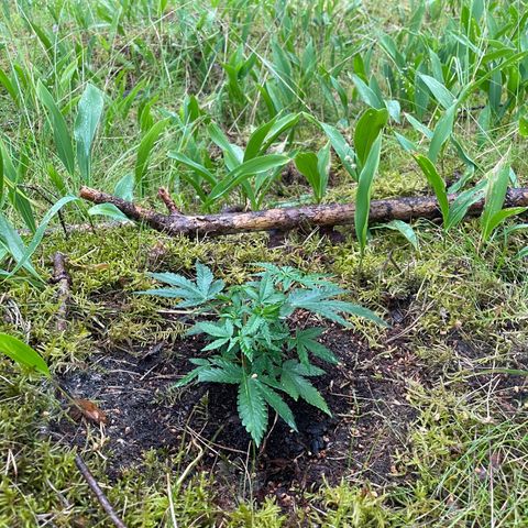 Special Kush 1 growlog timeline photo