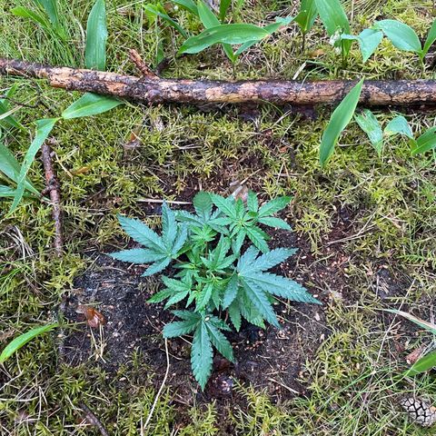 Special Kush 1 growlog timeline photo