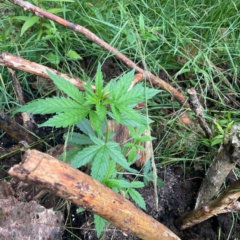 S.Queen 1 growlog timeline photo