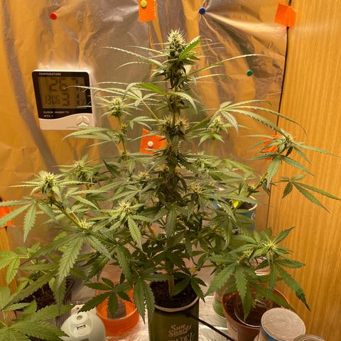 Quick one auto, Pringles can  growlog timeline photo