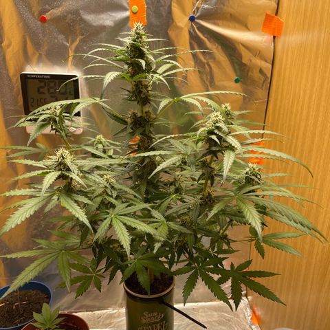 Quick one auto, Pringles can  growlog timeline photo