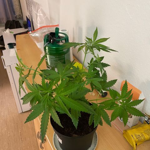 S.Queen 2 growlog timeline photo