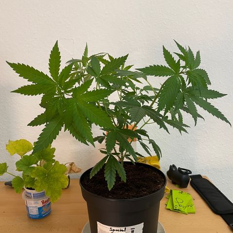 S.Queen 2 growlog timeline photo