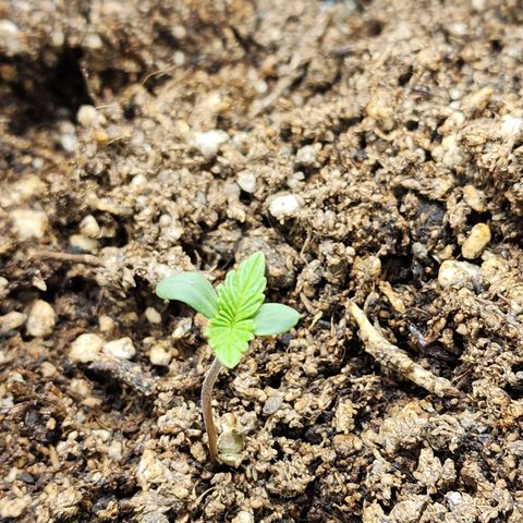 Sour Diesel Auto growlog timeline photo