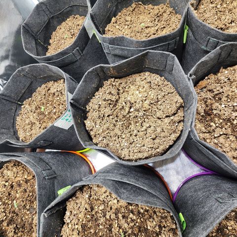 Girl Scout Cookies Auto growlog timeline photo