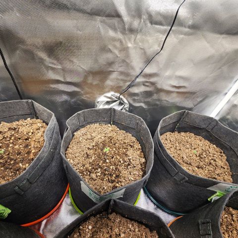 OG Kush Auto growlog timeline photo