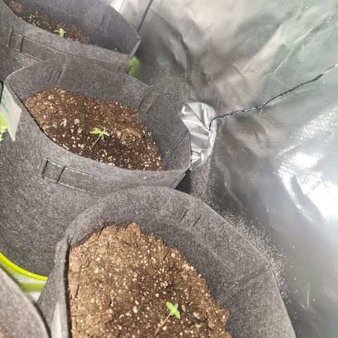 OG Kush Auto growlog timeline photo