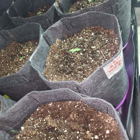 Sour Diesel Auto growlog timeline photo