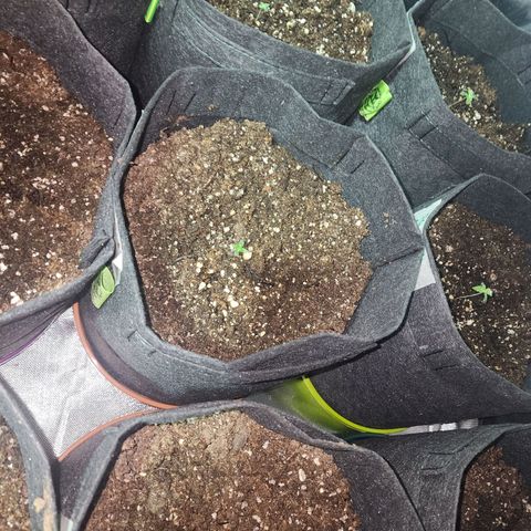 Girl Scout Cookies Auto growlog timeline photo